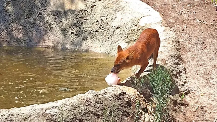  How Terra Natura Benidorm Animals Beat the Heatwave with Ice Cream